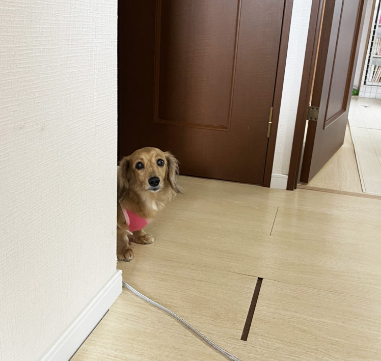 究極の生命力マスクをつけた犬